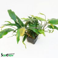 Anubias barteri glabra XXL (maten rostlina)