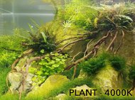 Daytime ONEX - Plant - vbr rozmr: 20-200cm
