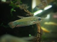 Vrčivka trpasličí (Trichopsis pumila)