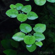 Limnobium laevigatum (vodankovec vzplvav) 1ks rostlinky