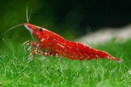 Krevetka Red Cherry (Neocaridina davidi)