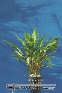 Cryptocoryne wendtii 'Grn'