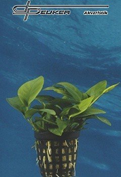 Anubias barteri var. nana