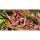 Hobby fototapeta Colorful Jungle / Strangler Fig, 50cm