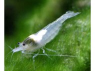 Krevetka White pearl (Neocaridina davidi)