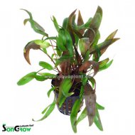 Cryptocoryne wendtii brown (Kryptokoryna Wendtova 'Brown')