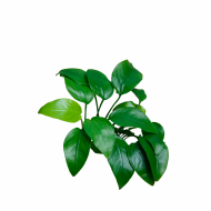 Anubias barteri nana