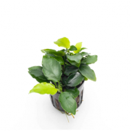 Anubias barteri var. nana Long Wavy