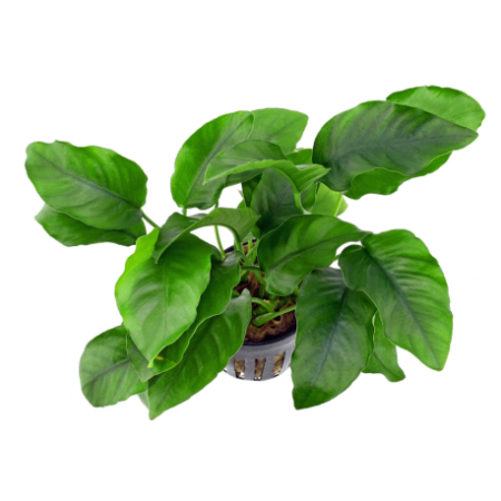 Anubias barteri