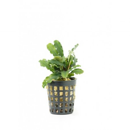 Bucephalandra green wavy