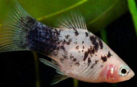 Plata skvrnit Calico White (Xiphophorus maculatus)