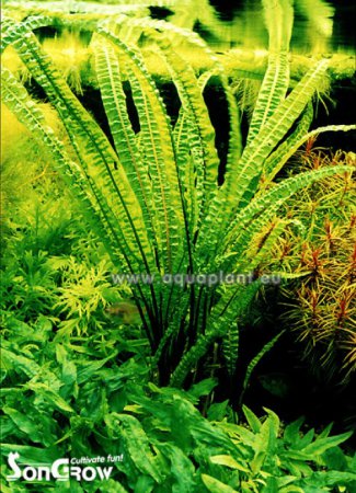 Cryptocoryne balansae