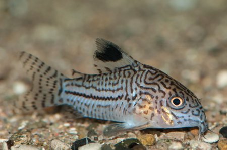 Pancnek leopard (Corydoras trilineatus)