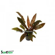 Cryptocoryne legroi