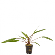 Cryptocoryne lutea