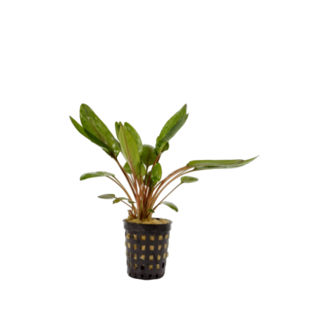 Cryptocoryne wendtii green