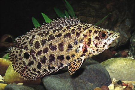 Ostnovec leopard (Ctenopoma acutirostre)