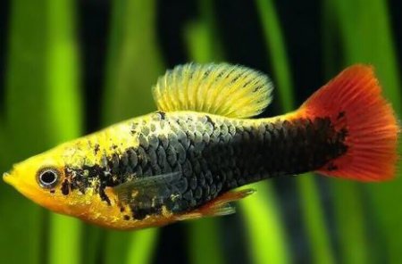 Plata skvrnit Hawaii (Xiphophorus maculatus hawaii)