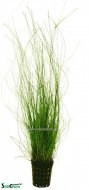 Eleocharis vivipara