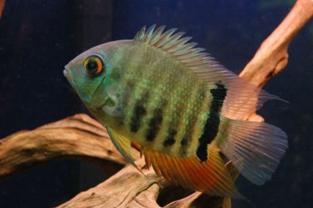 Kank ervenook red spot (Heros Severum)