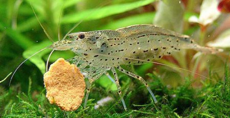 Krevetka japonsk (Caridina japonica)