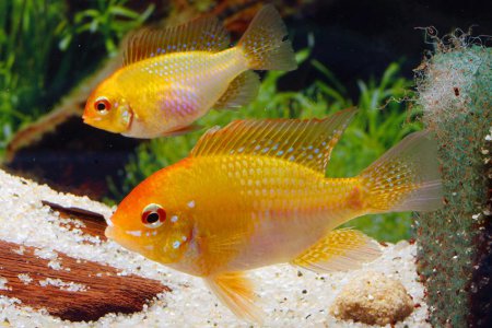 Cichlidka Ramirzova var. Gold (Mikrogeophagus Ramirezi)