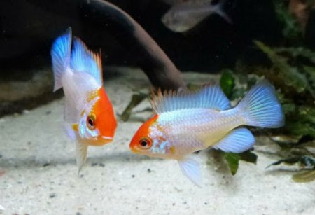 Cichlidka Ramirzova var. Electric Blue - Orange head (Mikrogeophagus Ramirezi)