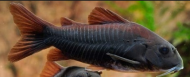 Pancnek venezuelsk black (Corydoras boehlke)