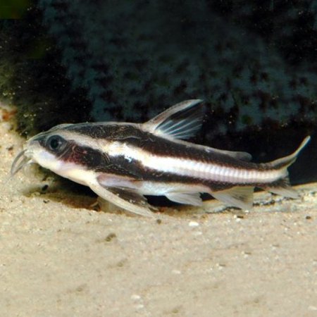 Trnovec blopruh (Platydoras costatus)