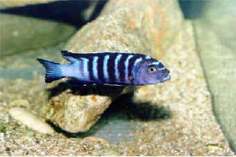 Tlamovec thl (Pseudotropheus Elongatus)