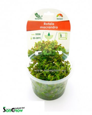 Rotala macrandra - Epaqvitro