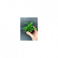 Rotala sp. Pearl