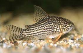 Pancnek Sterbv (Corydoras Sterbai)