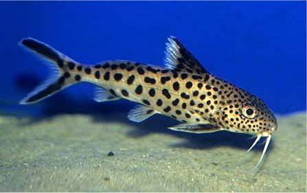 Peovec kuka (Synodontis multipunctatus)