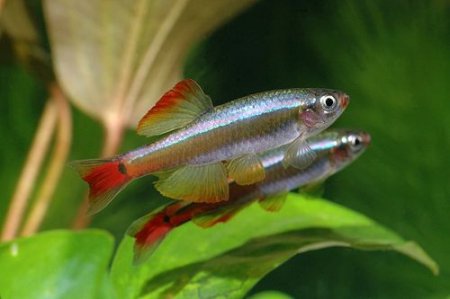 Kardinlka nsk (Tanichthys albonubes)