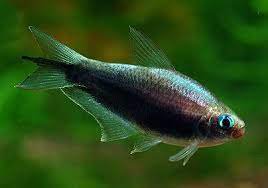 Tetra csask black briliant (Nematobrycon palmeri black)