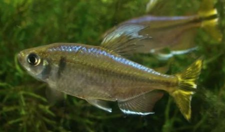 Tetra konsk luta(Hemigrammopetersius caudalis)