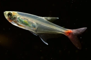 Tetra vlknoploutv (Prionobrama filigera)