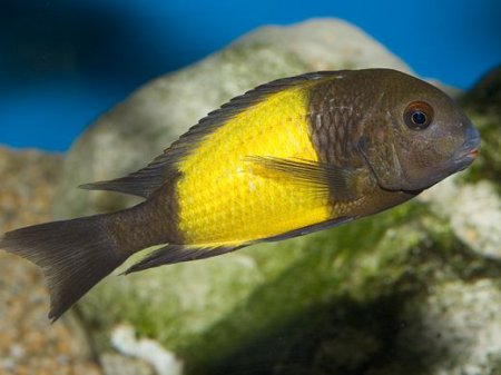 Tlamovec Moorv var. ikola (Tropheus moorii sp. ikola)