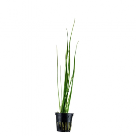 Vallisneria nana