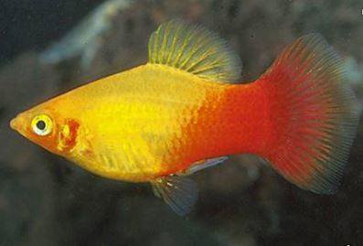 Plata skvrnit var. Sunset (Xiphophorus maculatus)